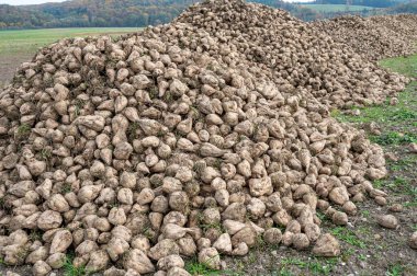 Sonbaharda tarım alanında toplanmış taze şeker pancarı yığını..