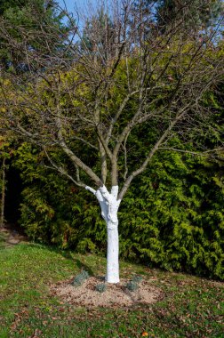 Beyaz kireç boyasıyla boyanmış meyve ağacı gövdesi. Elma ağacı gövdesi parazitlerden korunur. Ağaç beyazlatma veya kireç yıkama.