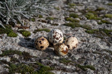 Yaygın bıldırcın (Coturnix coturnix) yumurtaları .
