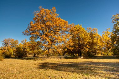 Sonbahar meşesi ağaçları. Sarı Quercus sonbaharda ayrılıyor. Gavurky. Slovakya.