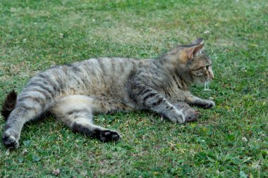 Dişlerinin arasında fare tutan gri soyulmuş kedi. Ağzında fare tutan bir kedi.