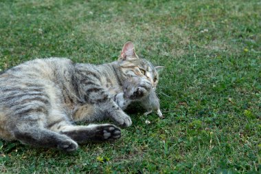 Dişlerinin arasında fare tutan gri soyulmuş kedi. Ağzında fare tutan bir kedi.