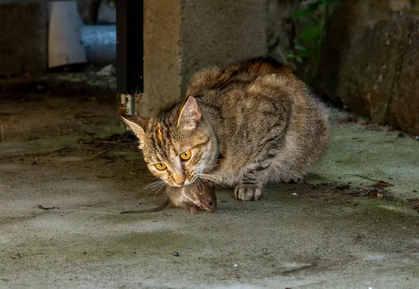 Dişlerinin arasında fare tutan gri soyulmuş kedi. Ağzında fare tutan bir kedi.