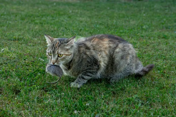 Dişlerinin arasında fare tutan gri soyulmuş kedi. Ağzında fare tutan bir kedi.