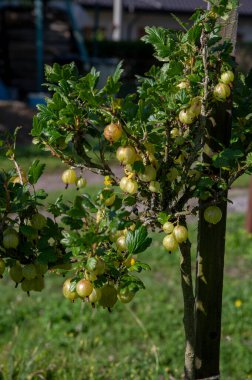 Bektaşi üzümü (Ribes uva-crispa). Bahçede olgunlaşmamış organik bektaşi üzümü.