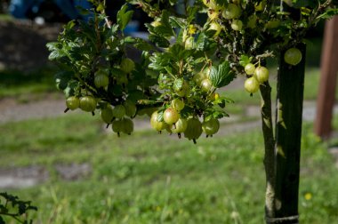Bektaşi üzümü (Ribes uva-crispa). Bahçede olgunlaşmamış organik bektaşi üzümü.