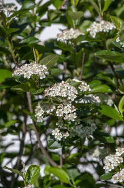 Aronia melanocarpa bahçede çiçek açıyor. Siyah Boğazı 'nın beyaz çiçekleri.