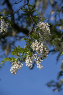 Robinia Psödoacia 'nın beyaz çiçekleri. Siyah Çekirge İlkbaharda açan Sahte Akasya.