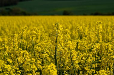 Brassica Napus 'un sarı çiçekleri. Çiçekli tecavüz tohumu, kanola ya da colza.