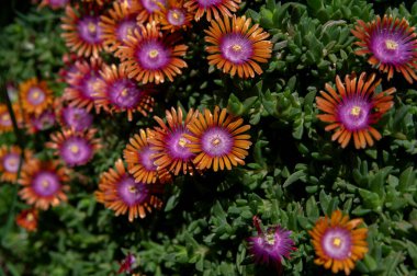Kızıl Delosperma Cooci. Çöl Garnet 'inin Çiçekli Mücevheri. Bahçede çiçek açan buz bitkisi.