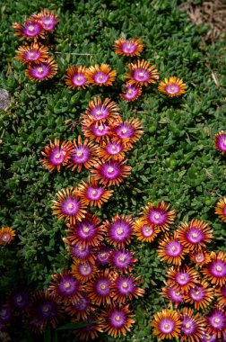 Kızıl Delosperma Cooci. Çöl Garnet 'inin Çiçekli Mücevheri. Bahçede çiçek açan buz bitkisi.