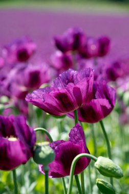 Çiçekli mor haşhaş tohumu çiçekleri (Papaver somniferum). Afyon tarlası ya da haşhaş tohumu tarlası.