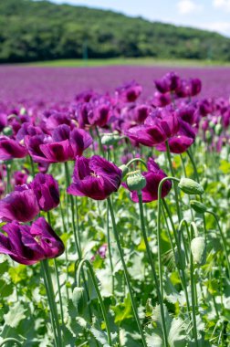 Çiçekli mor haşhaş tohumu çiçekleri (Papaver somniferum). Afyon tarlası ya da haşhaş tohumu tarlası.