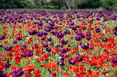 Çiçekli mor haşhaş tohumu çiçekleri (Papaver somniferum). Afyon tarlası ya da haşhaş tohumu tarlası.