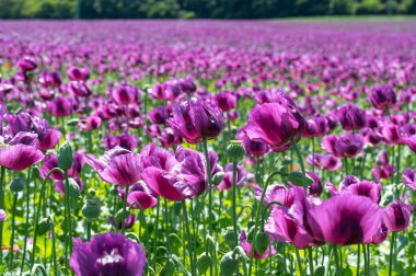 Çiçekli mor haşhaş tohumu çiçekleri (Papaver somniferum). Afyon tarlası ya da haşhaş tohumu tarlası.