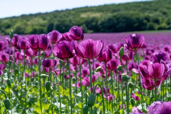 Çiçekli mor haşhaş tohumu çiçekleri (Papaver somniferum). Afyon tarlası ya da haşhaş tohumu tarlası.