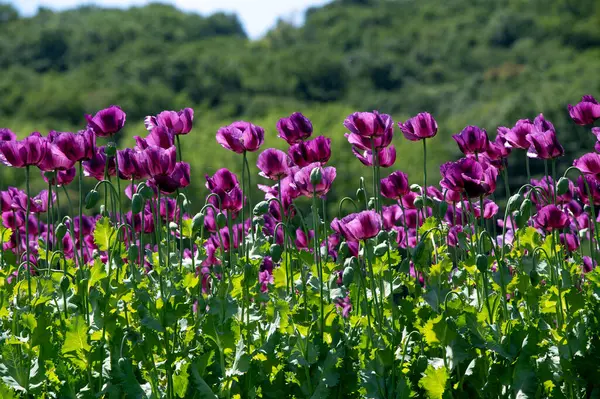 Çiçekli mor haşhaş tohumu çiçekleri (Papaver somniferum). Afyon tarlası ya da haşhaş tohumu tarlası.