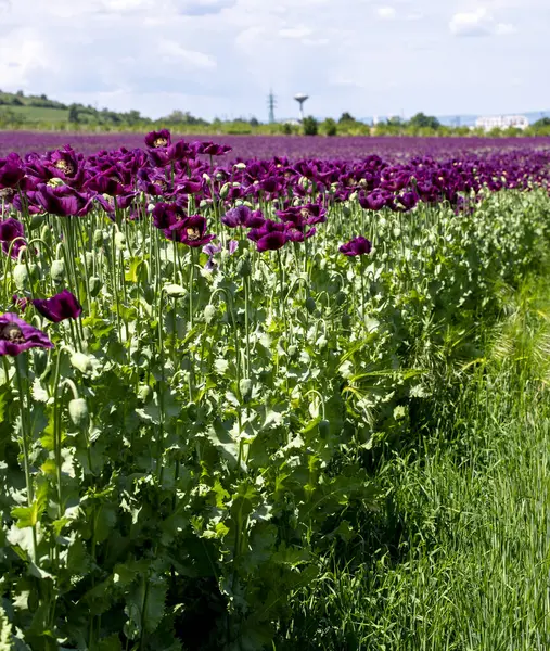 Çiçekli mor haşhaş tohumu çiçekleri (Papaver somniferum). Afyon tarlası ya da haşhaş tohumu tarlası.