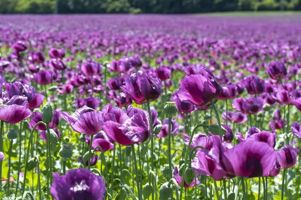 Çiçekli mor haşhaş tohumu çiçekleri (Papaver somniferum). Afyon tarlası ya da haşhaş tohumu tarlası.