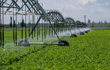 Merkez Pivot Sulama Sistemi patates tarlasında. Patates tarlası pivot fıskiye sistemiyle sulanır..