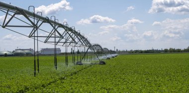 Merkez Pivot Sulama Sistemi patates tarlasında. Patates tarlası pivot fıskiye sistemiyle sulanır..