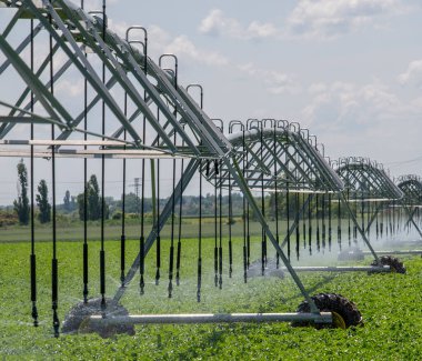 Merkez Pivot Sulama Sistemi patates tarlasında. Patates tarlası pivot fıskiye sistemiyle sulanır..
