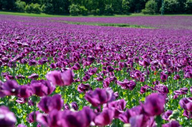 Çiçekli mor haşhaş tohumu çiçekleri (Papaver somniferum). Afyon tarlası ya da haşhaş tohumu tarlası.