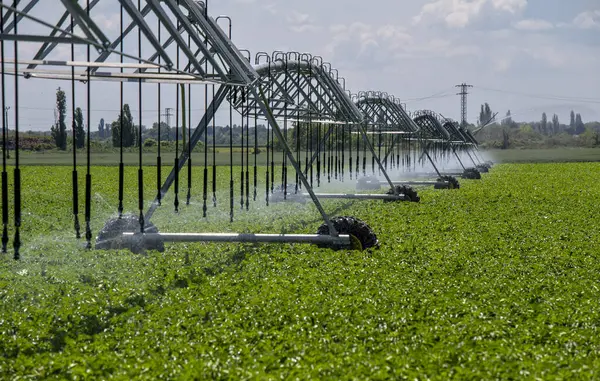 Merkez Pivot Sulama Sistemi patates tarlasında. Patates tarlası pivot fıskiye sistemiyle sulanır..