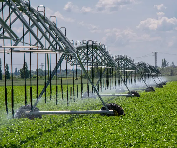 Merkez Pivot Sulama Sistemi patates tarlasında. Patates tarlası pivot fıskiye sistemiyle sulanır..