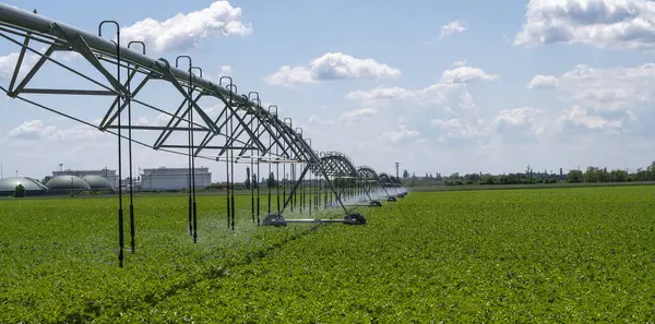 Merkez Pivot Sulama Sistemi patates tarlasında. Patates tarlası pivot fıskiye sistemiyle sulanır..
