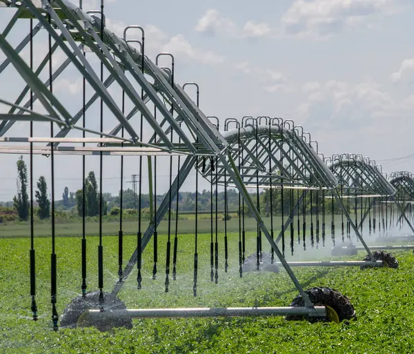Merkez Pivot Sulama Sistemi patates tarlasında. Patates tarlası pivot fıskiye sistemiyle sulanır..