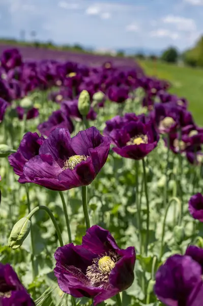Çiçekli mor haşhaş tohumu çiçekleri (Papaver somniferum). Afyon tarlası ya da haşhaş tohumu tarlası.