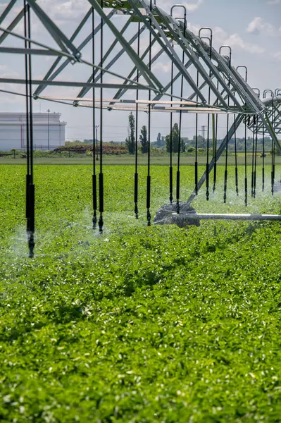 Merkez Pivot Sulama Sistemi patates tarlasında. Patates tarlası pivot fıskiye sistemiyle sulanır..