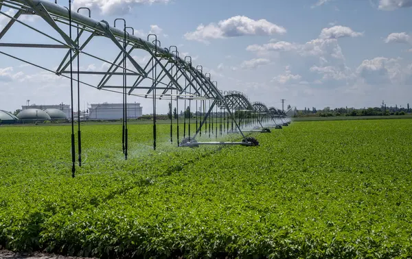 Merkez Pivot Sulama Sistemi patates tarlasında. Patates tarlası pivot fıskiye sistemiyle sulanır..