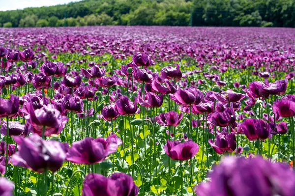 Çiçekli mor haşhaş tohumu çiçekleri (Papaver somniferum). Afyon tarlası ya da haşhaş tohumu tarlası.