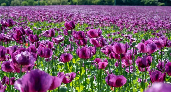 Çiçekli mor haşhaş tohumu çiçekleri (Papaver somniferum). Afyon tarlası ya da haşhaş tohumu tarlası.