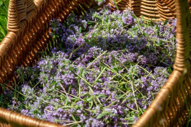 Vahşi kekik (Thymus serpilllum) Breckland kekik ya da çayırda çiçek açan sürünen kekik olarak da bilinir..