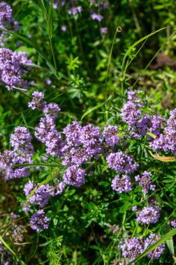 Vahşi kekik (Thymus serpilllum) Breckland kekik ya da çayırda çiçek açan sürünen kekik olarak da bilinir..