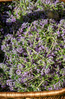 Vahşi kekik (Thymus serpilllum) Breckland kekik ya da çayırda çiçek açan sürünen kekik olarak da bilinir..
