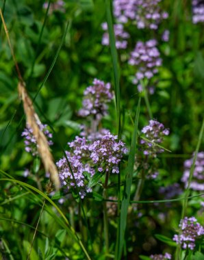 Vahşi kekik (Thymus serpilllum) Breckland kekik ya da çayırda çiçek açan sürünen kekik olarak da bilinir..