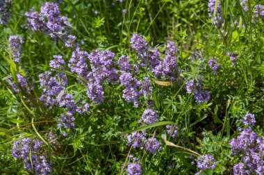 Vahşi kekik (Thymus serpilllum) Breckland kekik ya da çayırda çiçek açan sürünen kekik olarak da bilinir..