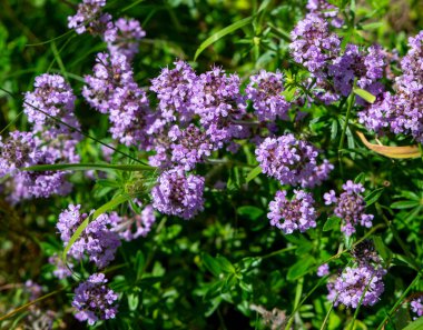 Vahşi kekik (Thymus serpilllum) Breckland kekik ya da çayırda çiçek açan sürünen kekik olarak da bilinir..