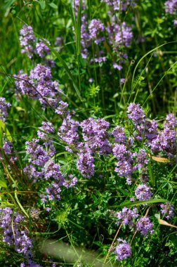 Vahşi kekik (Thymus serpilllum) Breckland kekik ya da çayırda çiçek açan sürünen kekik olarak da bilinir..