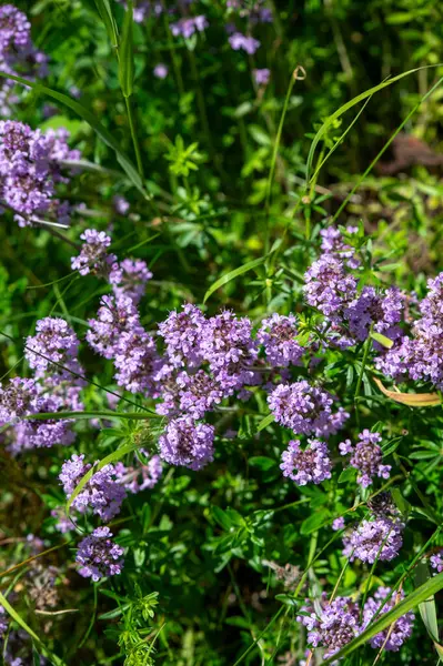 Vahşi kekik (Thymus serpilllum) Breckland kekik ya da çayırda çiçek açan sürünen kekik olarak da bilinir..
