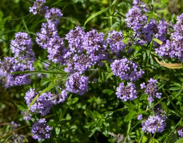 Vahşi kekik (Thymus serpilllum) Breckland kekik ya da çayırda çiçek açan sürünen kekik olarak da bilinir..