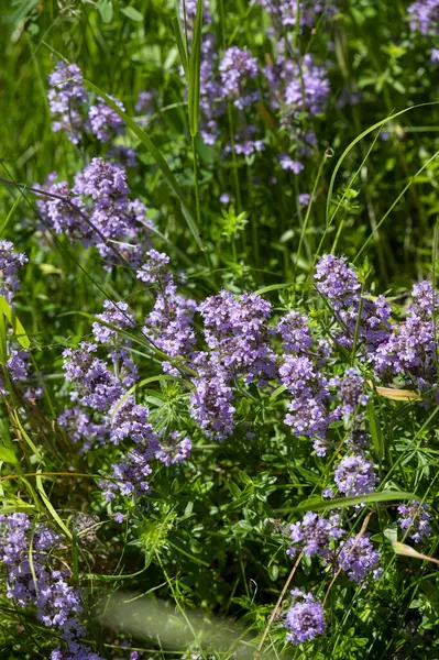 Vahşi kekik (Thymus serpilllum) Breckland kekik ya da çayırda çiçek açan sürünen kekik olarak da bilinir..