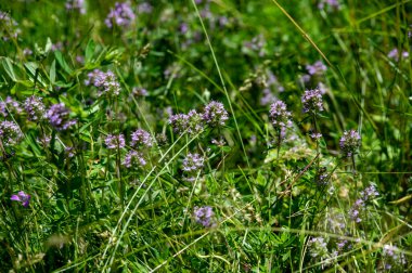 Vahşi kekik (Thymus serpilllum) Breckland kekik ya da çayırda çiçek açan sürünen kekik olarak da bilinir..