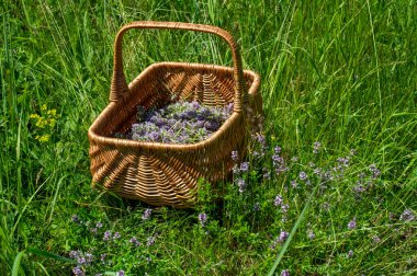 Vahşi kekik (Thymus serpilllum) ayrıca Breckland kekik ya da sepette sürünen kekik olarak da bilinir..