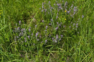 Vahşi kekik (Thymus serpilllum) Breckland kekik ya da çayırda çiçek açan sürünen kekik olarak da bilinir..
