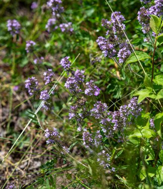 Vahşi kekik (Thymus serpilllum) Breckland kekik ya da çayırda çiçek açan sürünen kekik olarak da bilinir..